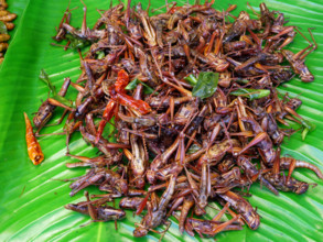 THAILANDE-SOCIETE-RESTAURATION