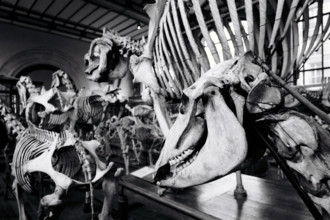 FRANCE HISTOIRE MUSEES