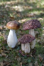 Repas forestier : champignons