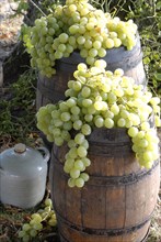 Typical French buffet: wine grapes on a cask