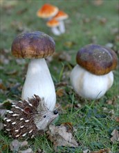 Repas forestier : champignons et hérisson en paille