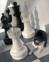 Place your bets: cat lying between giant chess pieces