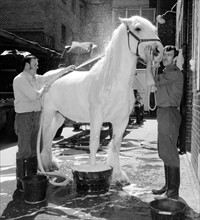 Horsa the horse having his beauty treatment before taking part in Quenn Elizabeth II Silver Jubilee Celebrations