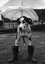 Gerald the Great Dane faces the mud of the village fete in his gun boots. 
July 1969
Z6448