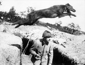 World War One - A French Army dispatch dog jumps over a soldier in the trenches as it leaves with a