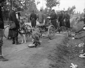 Belgian gun dog teams take a rest and take food on the road to Hofstade 28th September 1914