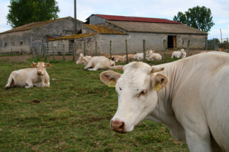 FRANCE PROVINCE AGRICULTURE