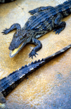 THAILANDE FAUNE SAUVAGE