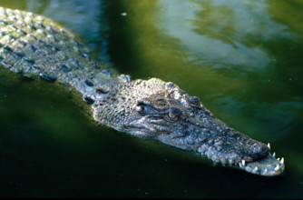 THAILANDE FAUNE SAUVAGE