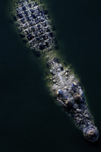 THAILANDE FAUNE SAUVAGE