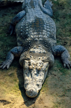 THAILANDE FAUNE SAUVAGE