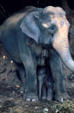 THAILANDE FAUNE SAUVAGE