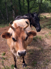 FRANCE PROVINCE AGRICULTURE