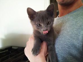 FRANCE SOCIETE ANIMAUX