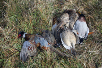 France - Société - Chasse