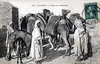 Camels in Algeria, old post card