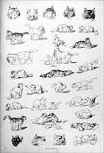 Cats, meowing by Steinlen