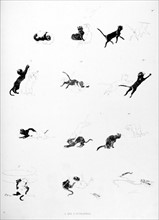 Cats, who will catch him by Steinlen