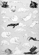 Cats, laziness by Steinlen