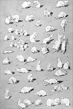 White Mice by Steinlen