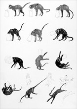 Cats, the Cat with Two Tails by Steinlen