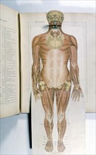 Human body, the man, representation from the late 19th century