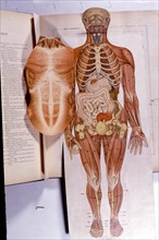 Human body, the man, representation from the late 19th century