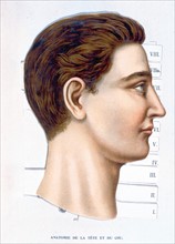 Corps humain, la tête et le cou, représentation de la fin du XIXe siècle