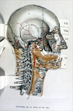 Human body, the head and the neck, representation from the late 19th century