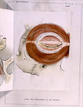 Human body, the eye, representations from the late 19th century