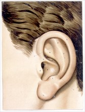 Human body, the ear, representations from the late 19th century