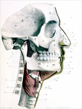 Human body, the nose, tongue and larynx, representation from the late 19th century