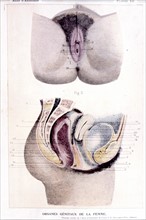 Human body, the woman, representation from the late 19th century
