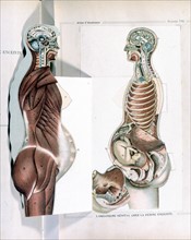 Human body, the woman, representation from the late 19th century