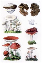Poisonous medicinal plants, representations from the late 19th century