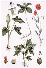 Poisonous medicinal plants, representations from the late 19th century