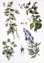 Plantes médicinales vénéneuses, représentations de la fin du XIXe siècle