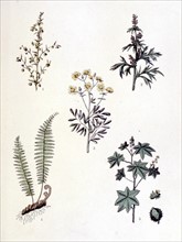 Common medicinal plants, representations from the late 19th century