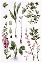 Plantes médicinales vénéneuses, représentations de la fin du XIXe siècle