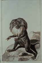 Monkey, drawing  by Desmoulins