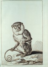 Monkey, drawing by Desmoulins