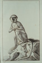Desmoulins, monkey