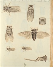 Réaumur, insects