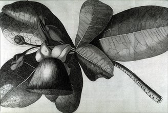Voyage de James COOK, fleur, gravure de William Hodges