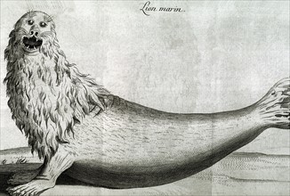 Lion marin, in Voyage à l'Isle de France (Ile Maurice) et à l'Isle Bourbon (Ile de la Réunion)