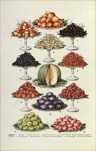 Set of botanical drawings of various fruits