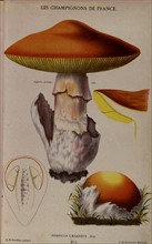 Agaricus caesareus, in "Mushrooms of France"