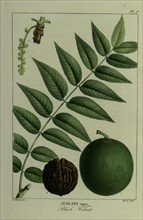 Illustration by Redouté : the walnut tree