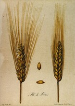 Eugène Graff, blé de Xérès