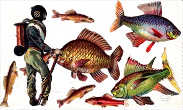 Collage : scaphandrier et poissons